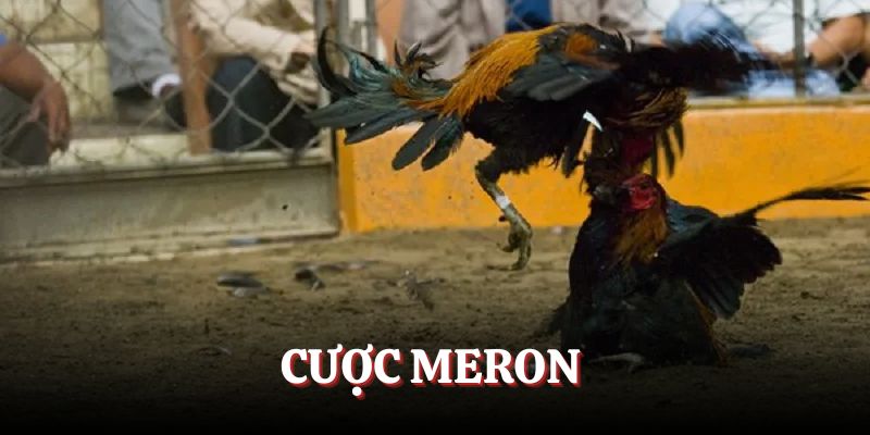 Cửa Meron tức là cược cho gà nhà cái giành thắng lợi 