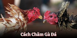 Cách chăm gà đá bí kíp độc đáo từ kê thủ BJ88