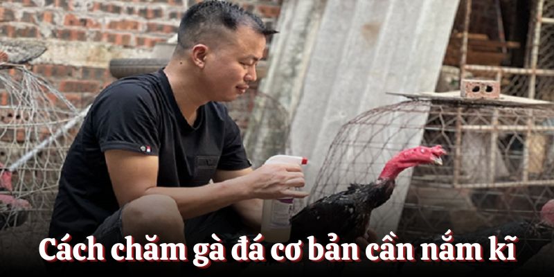 Cách chăm gà đá cơ bản mọi người cần nắm kĩ