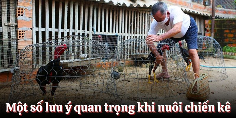 Một số lưu ý quan trọng trong quá trình nuôi dưỡng chiến kê