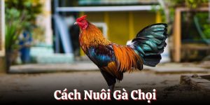 Cách nuôi gà chọi chuẩn nhất đến từ nhà cái BJ88