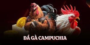 Đá gà Camphuchia loại hình hấp dẫn, ăn khách nhất BJ88