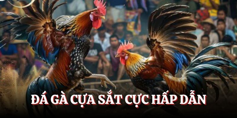 So tài cựa sắt cực kỳ hấp dẫn