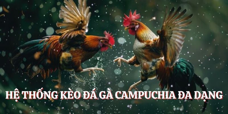 Hệ thống kèo đa dạng khi giải trí cùng đá gà Campuchia
