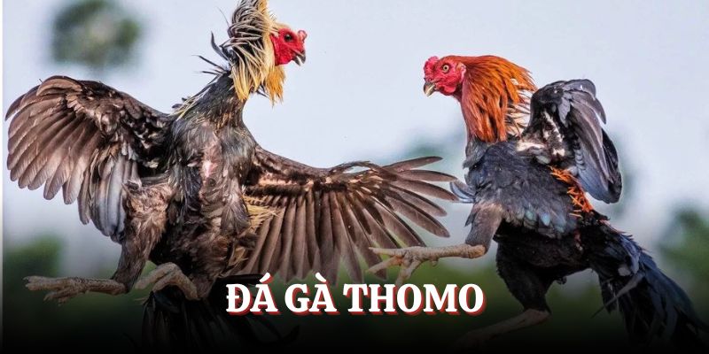 Đá gà Thomo thể loại truyền thống hấp dẫn bậc nhất BJ88