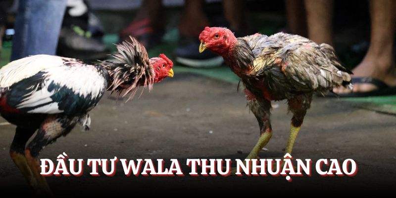 Wala thu hút nhiều người chơi đặt cược