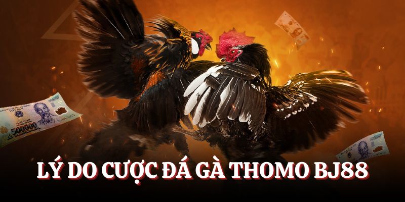 Lý do cá cược đá gà Thomo BJ88