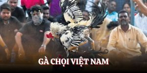 Gà chọi Việt Nam thông tin bổ ích dành cho hôi viên BJ88