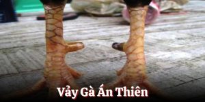 Vảy gà Án Thiên và các phương pháp xem chuẩn từ BJ88