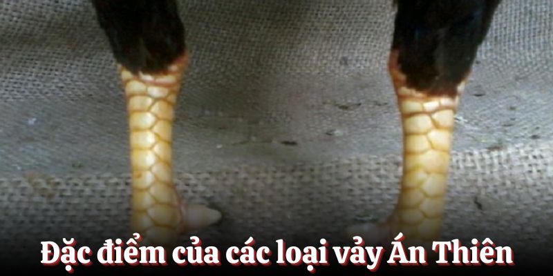 Đặc điểm của các loại vảy Án Thiên