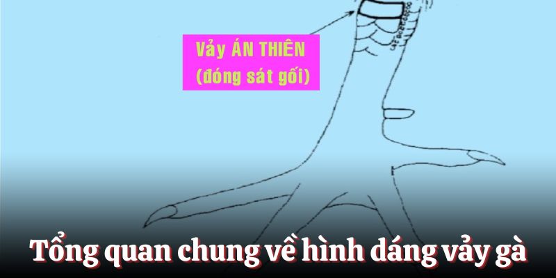 Tổng quan chung về hình dáng của vảy gà