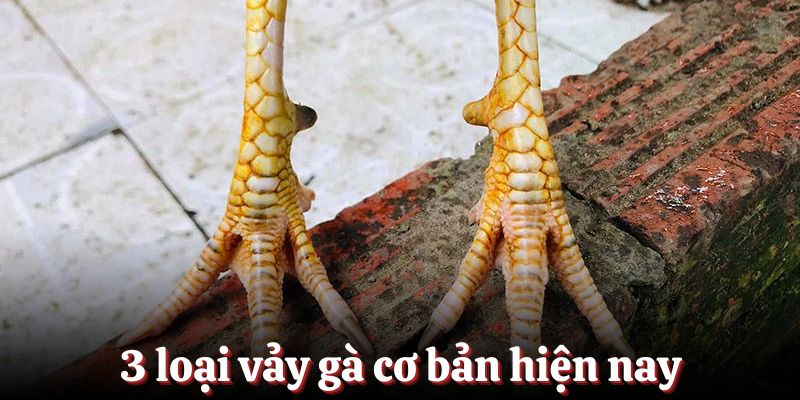 3 loại vảy gà cơ bản hiện nay