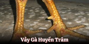 Vảy gà Huyền Trâm bí mật về loại vảy thần thánh tại BJ88