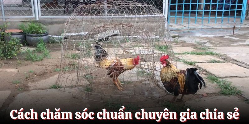 Cách chăm sóc đúng chuẩn được chuyên gia chia sẻ