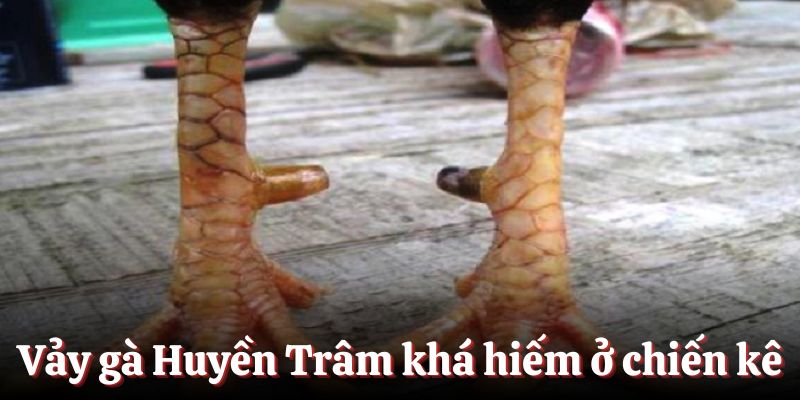 Vảy gà Huyền Trâm khá hiếm ở các chiến kê