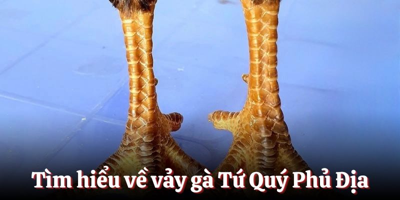 Tìm hiểu về những chiến kê vảy gà Tứ Quý Phủ Địa