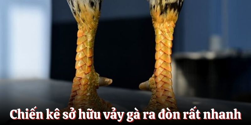Chiến kê sở hữu vảy gà ra đòn rất nhanh